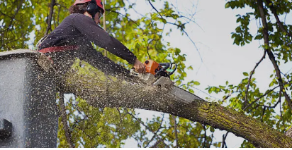 tree services Adelaide Hills