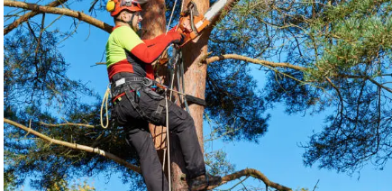 arborist Adelaide Hills